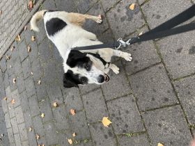 Pointer mix zu verschenken