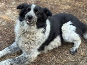 Freundliche Enka sucht ihr Zuhause