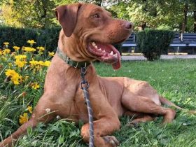 Stattlich schöner Paolo sucht Zuhause