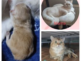 BKH Kitten mit Mama und viel Zubehör