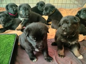 Schäferhund Welpen vom Urtyp