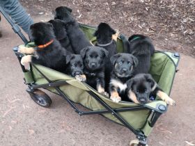 Schäferhund Welpen vom Urtyp