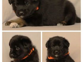 Schäferhund Welpen vom Urtyp