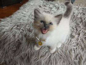 Reinrassige Heilige Birma Kitten, blue point, 12 Wochen alt, bei Schwerin