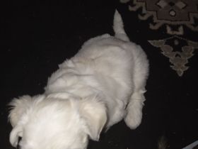 Malteser Mix Havaneser