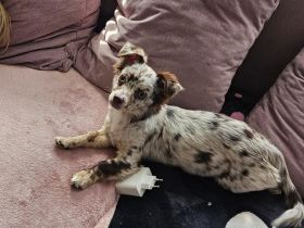 Wir geben unsere Nala ab Chihuahua