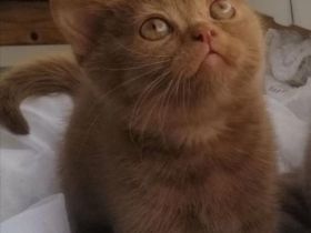 Sūße Bkh Kitten.Reinrassige.