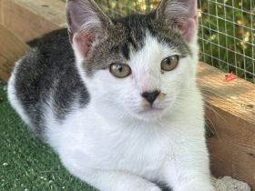 Emil - ein zurückhaltender Schatz wartet auf seine Chance