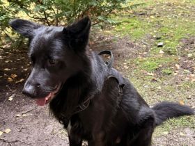 Lucky sucht ein neues Zuhause