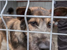 Herzensbrecher Pico sucht seine Menschen