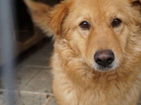 Flauschiger Malfoy sucht Familienanschluss