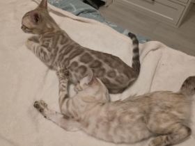 2 wunderschöne reinrassige Bengalkitten mit Stammbaum