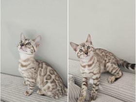Wunderschöne reinrassige Bengal Kitten mit Stammbaum
