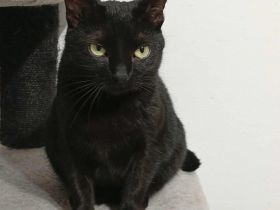 Lizzo sucht seine Menschen zum Spielen und Schmusen