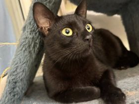 Lizzo sucht seine Menschen zum Spielen und Schmusen