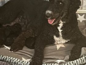 Doodle-Welpen suchen ein liebevolles zuhause