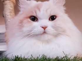 Zehnjähriger Perserkater in guter Hände abzugeben