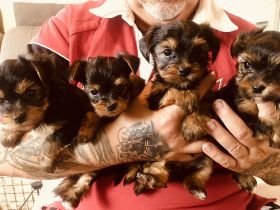 Welpen Yorkshire Terrier