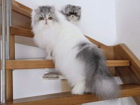 verschmuste Perserkatze