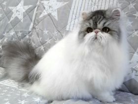 verschmuste Perserkatze