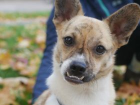 Anouk auf Pflegestelle in 76137 Karlsruhe sucht ihr Für-immer-Zuhause