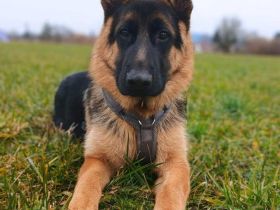 Archie in 94227 Zwiesel sucht sein Für-immer-Zuhause