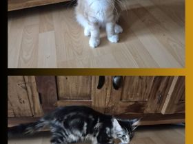 Reinrassige Maine Coon Kitten suchen ihr Zuhause