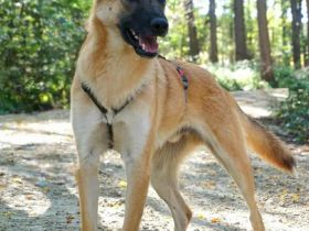 Ringo auf Pflegestelle in 48268 Greven sucht sein Für-immer-Zuhause