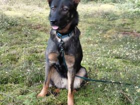 Hope in 54472 Burgen sucht ihr Für-immer-Zuhause