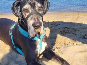 Manny in 39124 Magdeburg sucht sein Für-immer-Zuhause