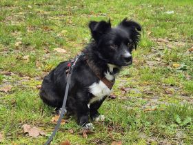 Bodo auf Pflegestelle in 28755 Bremen sucht sein Für-immer-Zuhause