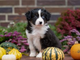 Mini American Shepherd Mini Aussie