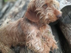 Rauhaardackel 1.5 jahre alt Rüde