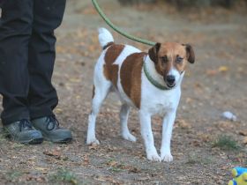 Ben - sucht eine liebevolle Familie