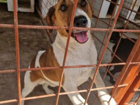 Ben - sucht eine liebevolle Familie