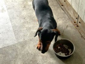 Enno  - sucht Dackelfans - RESERVIERT