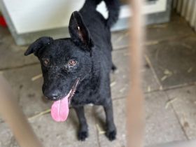 Bruno - sucht Menschen die das Glück auf 4 Pfoten im Haus haben möchten