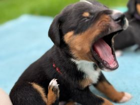 Appenzeller Sennenhunde Welpen