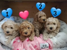 1. Zwerg Pudel junge sucht noch