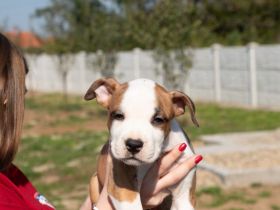 Zu verkaufen American stafford Terrier