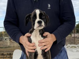 Entzückende Boxerwelpen