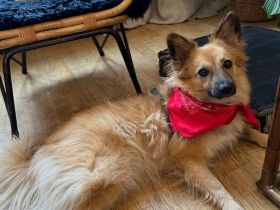 Lenny – eine aktive, lernwillige Traumhündin