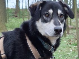 Sanfter Simba möchte endlich gesehen werden