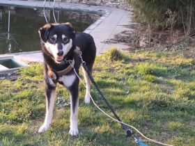 Sanfter Simba möchte endlich gesehen werden