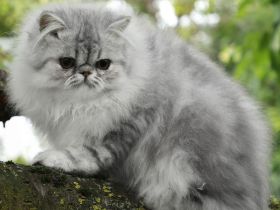 Bildschöner Perserbub sucht liebevolles für immer Zuhause