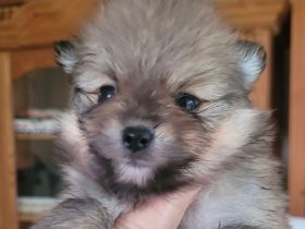Zwergspitz pomeranian welpen