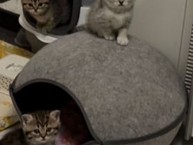 Britisch Kurzhaar Katzenbabys & Mama abzugeben 🐾