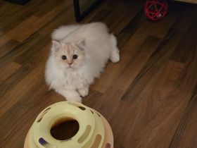 Reinrassige BKH & BLH Kitten suchen Liebevolle Familie