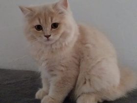 Reinrassige BKH & BLH Kitten suchen Liebevolle Familie