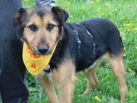 Herzenshund Flavio stürmt dein Herz